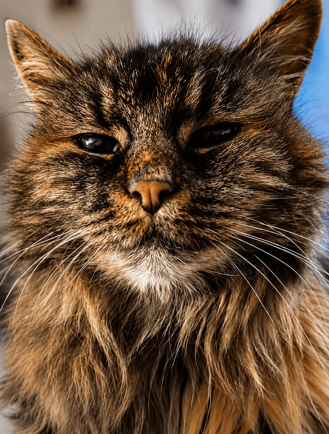 Katze mit langem Fell, entspannt in Nahaufnahme